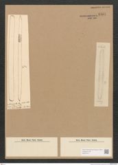 Diatomeae indet. Zeichnungen Sammlung Grunow Nr. 4461 (NHMW-BOT-W0372417)